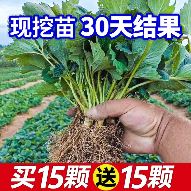 草莓秧苗四季草莓苗盆栽家庭阳台种植奶油天使地栽果树苗当年结果