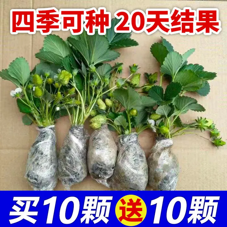 草莓秧苗四季草莓苗盆栽家庭阳台种植奶油天使地特大号草莓苗带果