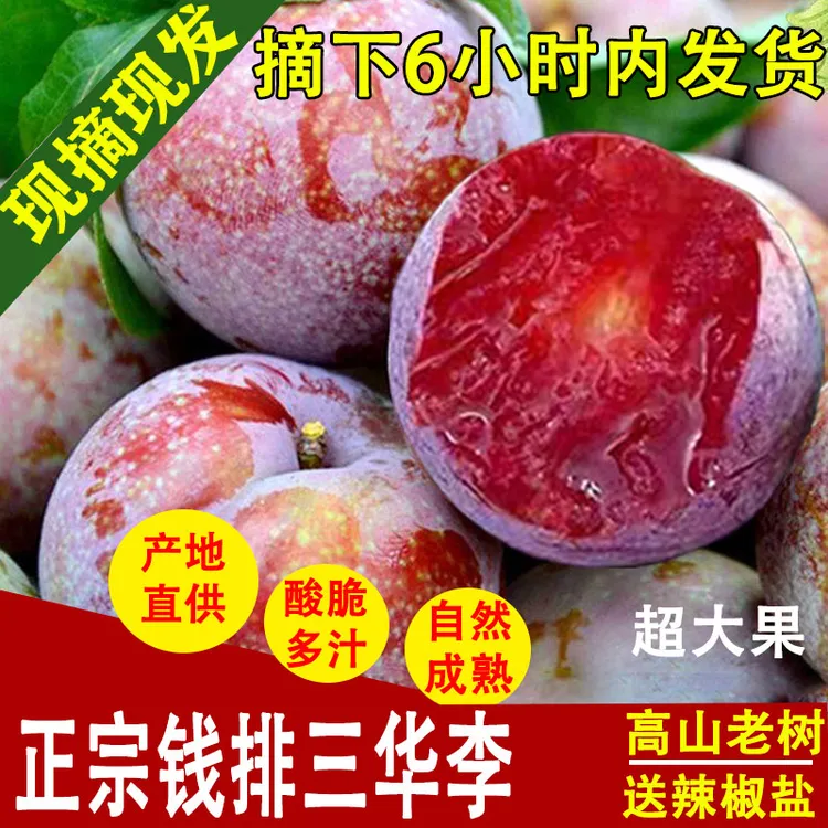 现货正宗广东信宜钱排三华李新鲜采摘当季红心李子酸脆水果大果