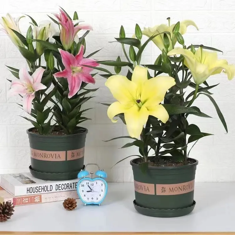 进口百合种球四季开花室内外阳台花卉盆栽耐寒大苗花种子好养易活