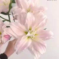 双头 女神【粉黛】重瓣百合 栀子柠檬清香 夏天小清新  粉色