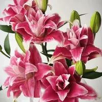 多头【笛奥】重瓣百合 栀子柠檬清香 夏天小清新