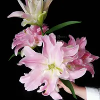 多头【魔法公主重瓣百合】栀子清香 夏天小清新 粉红色  可爱灵动