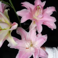 双头【魔法公主重瓣百合】栀子清香 夏天小清新 粉红色  可爱灵动
