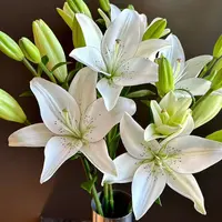 多头【眼线百合】柠檬清香 夏天小清新 白色 小花苞