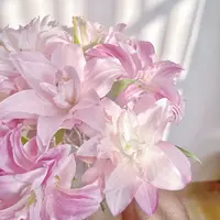 双头【莲花之春】重瓣百合栀子柠檬清香 夏天小清新叶子 