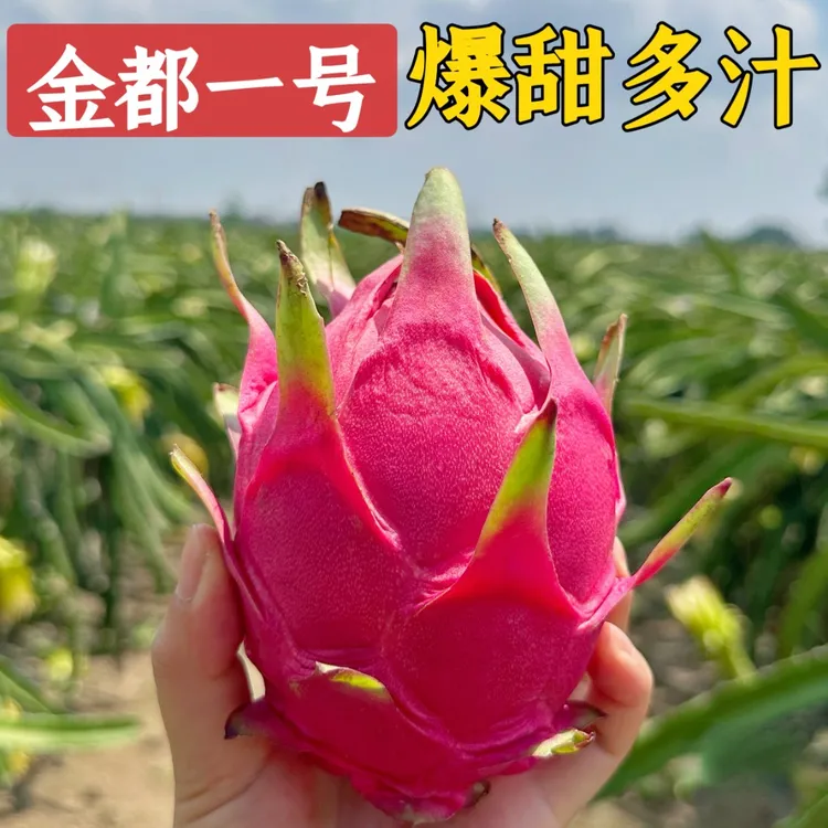 金都一号红心火龙果（9-16个）果园直发