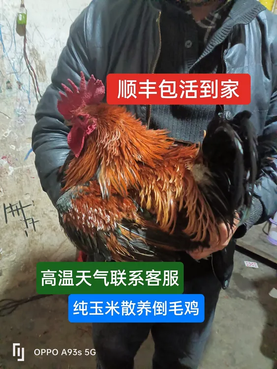 倒毛公鸡 翻毛公鸡 麒麟公鸡 药引鸡 转运鸡活鸡现货速发货