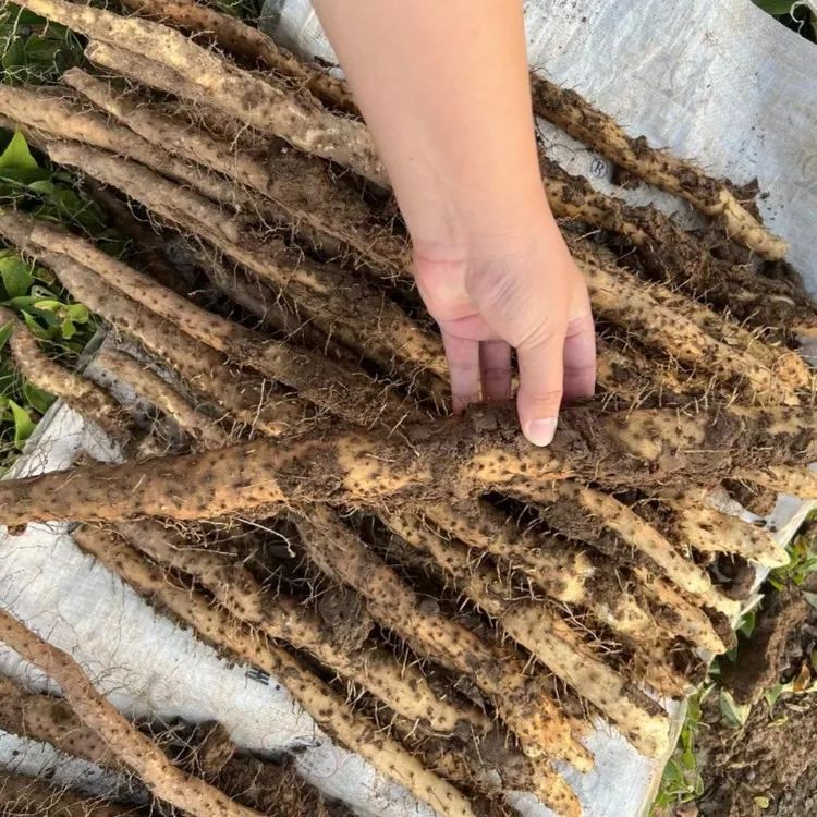 正宗温县垆土地铁棍山药怀山药原产地直发新鲜采挖新鲜山药