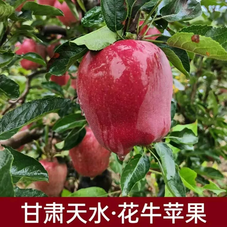 甘肃天水当季新鲜花牛山地苹果可脆可面5/10斤全国包邮