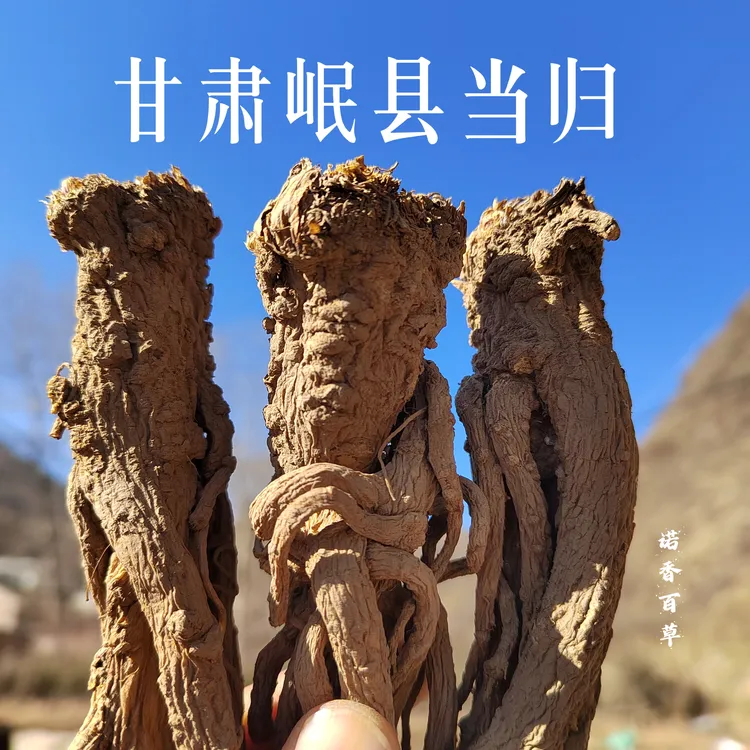 当归 甘肃岷县原产地当归整条干货自然晾晒无硫熏