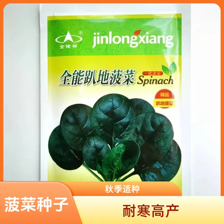 圆叶趴地菠菜种子耐寒耐抽苔抗病高产秋季圆叶冬季趴地型菠菜种子