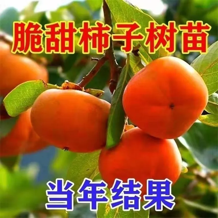 正宗嫁接太秋脆甜好养易活南北方均可盆栽地栽种植