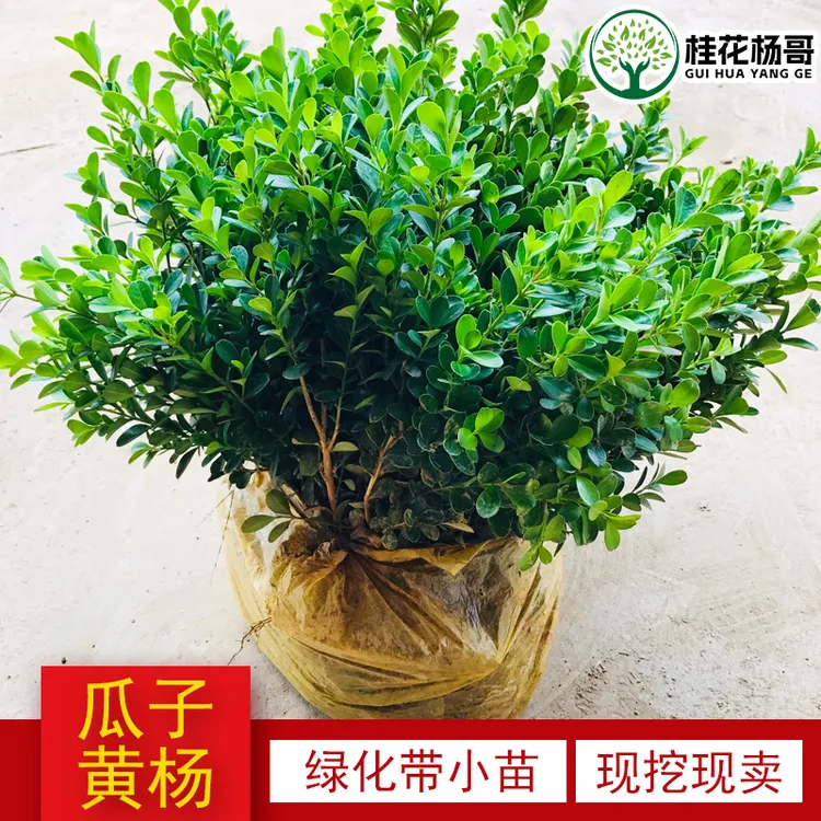 庭院绿篱植物造型树小叶黄杨树苗瓜子黄杨球盆景四季长青冬青树苗