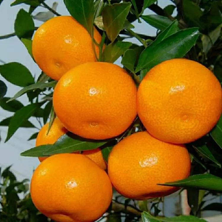 湖南石门柑橘早熟蜜桔橘子水果清甜多汁果园现摘现发3/5/9斤装