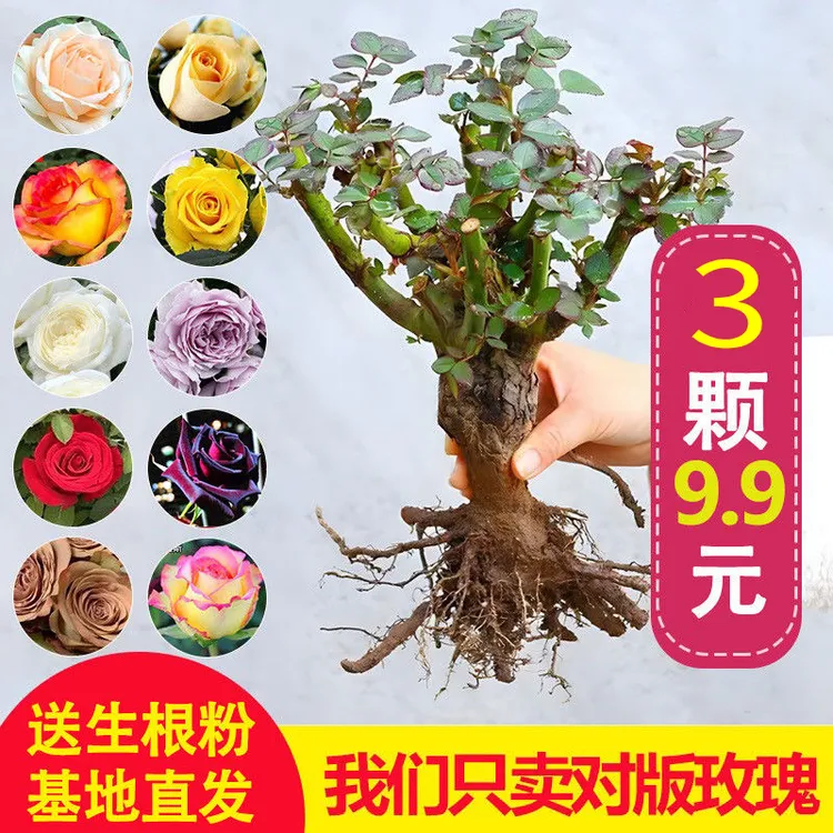 玫瑰花苗树苗老桩花卉绿植四季开花简单易活庭院阳台地栽盆栽花草