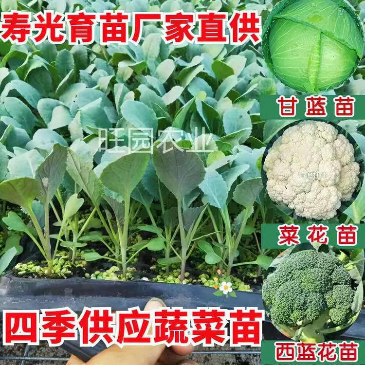 花菜苗甘蓝苗包菜苗西蓝花苗菜花苗包菜苗西兰花苗青梗菜花苗包邮