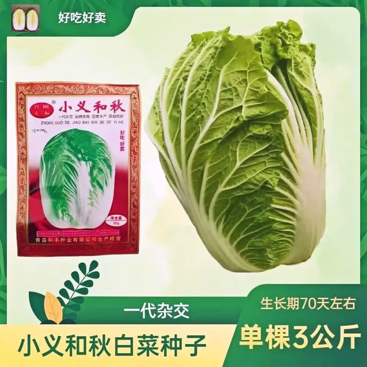 大白菜种子小义和秋白菜籽娃娃菜种子冬储白菜秋播大白菜种籽大全