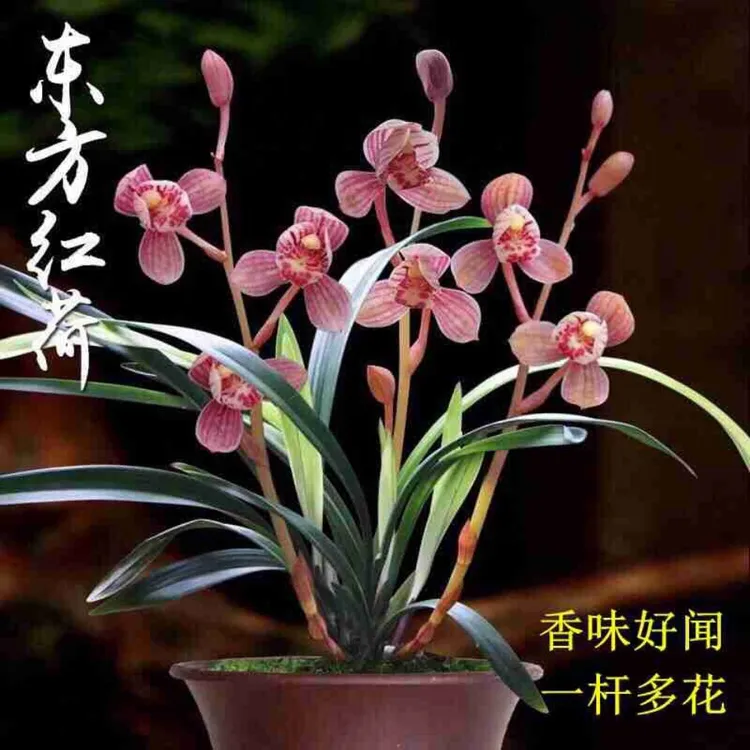 建兰四季兰 东方红荷 夏带浓香 自家兰棚养植