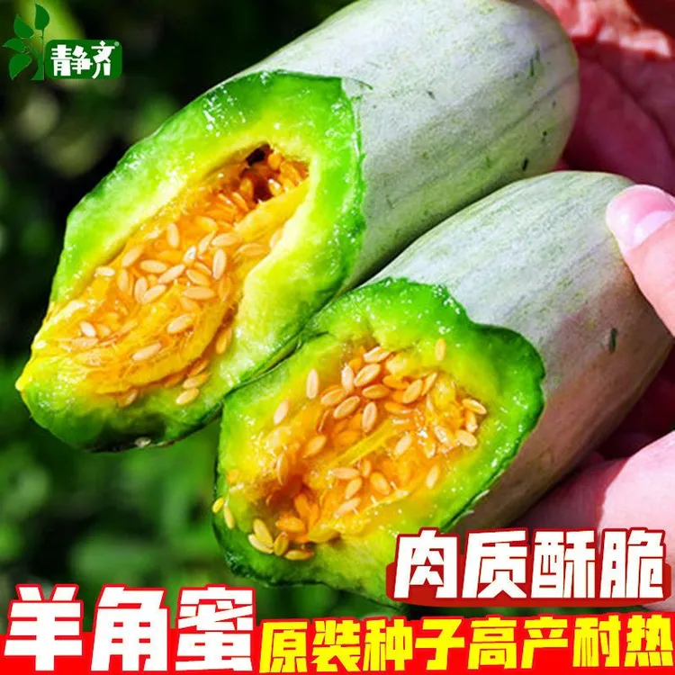 甜瓜种子籽羊角蜜种子四季羊角酥农家大田庭院水果种子籽