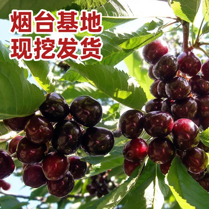 车厘子大樱桃树苗正宗对版适合南北方种植烟台福山发货