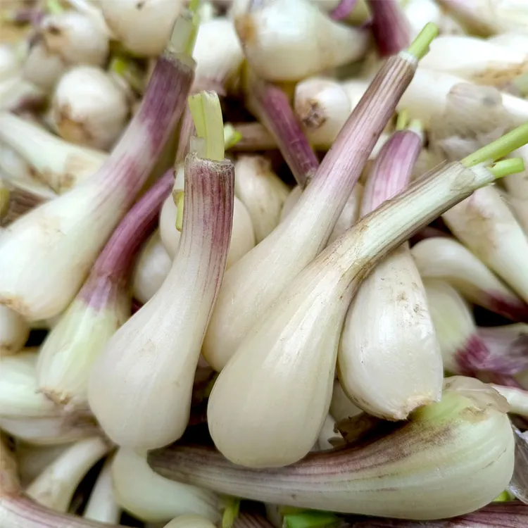 农家自种新鲜藠头茭头小葱头教头去叶3斤茭白蒜现挖现发时令蔬菜