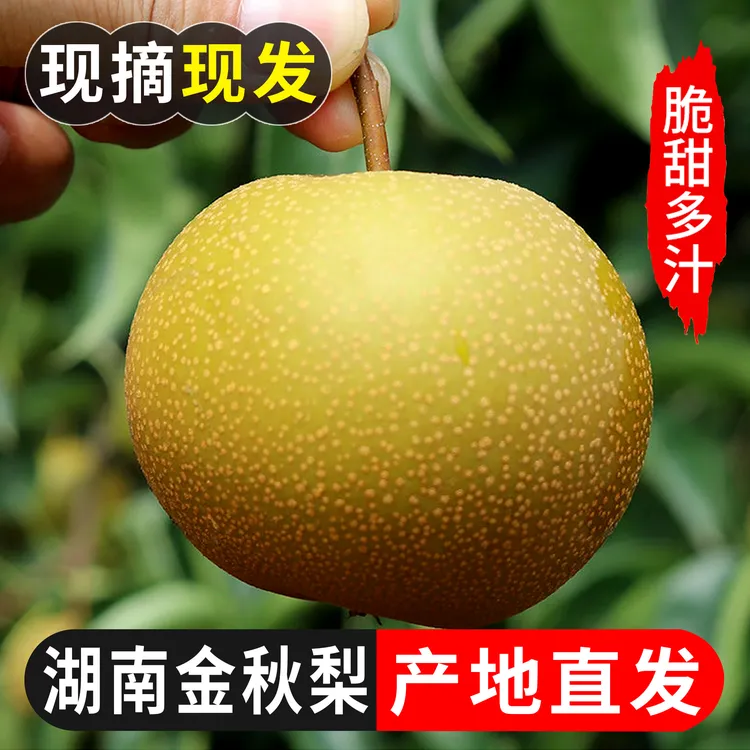 湖南金秋梨正宗新鲜应季水果5斤当季薄皮脆梨甜多汁整箱现摘现发