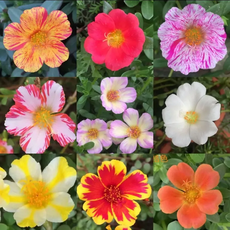 进口新品混色阔叶单瓣太阳花苗死不了多年生马齿苋枝条带花苞