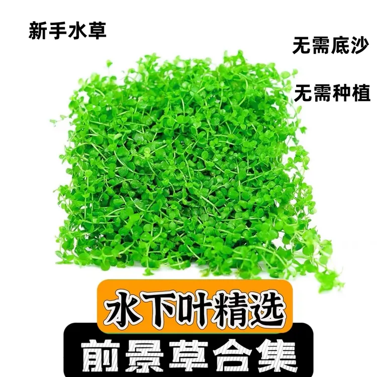  前景草坪 无需底沙 直接入缸鱼缸造景净水水草草坪水草