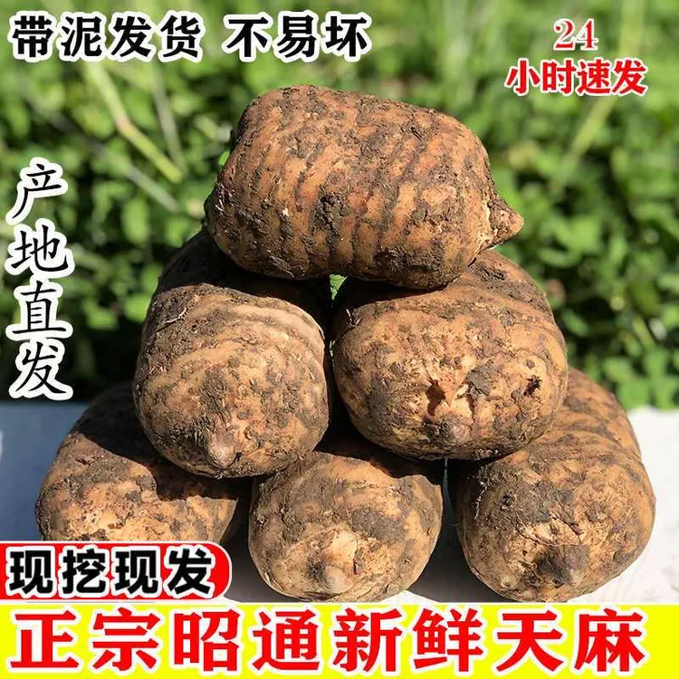 云南特产小草坝天麻仿野生种植昭通天麻全国包邮(边远地区除外)