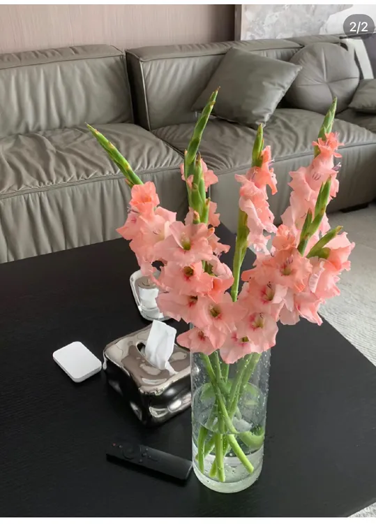 香槟粉剑兰花寓意好步步高升心想事成5支装