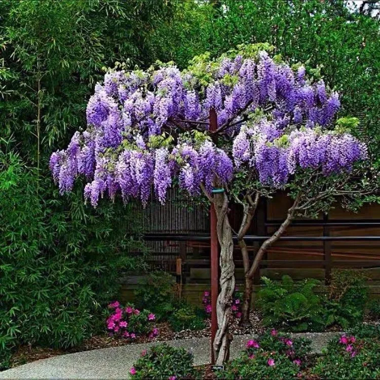 紫藤花地载盆载耐寒耐旱适合南北方庭院种植