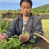 25年头茬新货野生金银花纯手工采摘