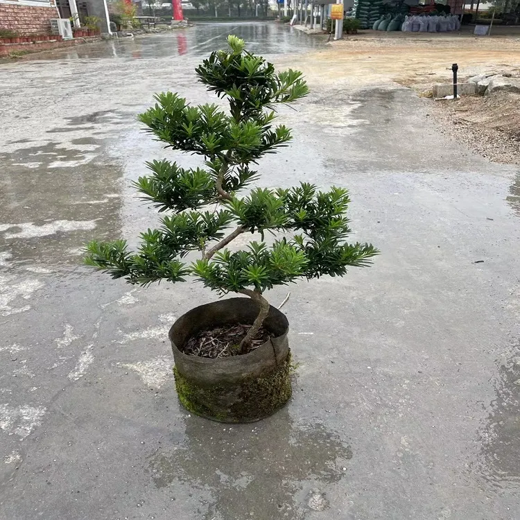 游龙造型小叶贵妃罗汉松盆景可盆栽可地栽四季长青叶片圆润光滑美