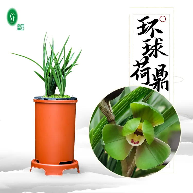环球荷鼎春兰荷瓣代表 矮种绿植浓香型花期12-3月