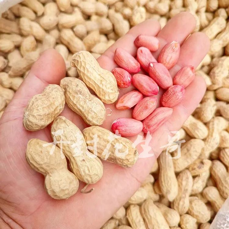 2025年生花生带壳自然晒干新鲜干大粒花生新花生没有淋雨全白花育
