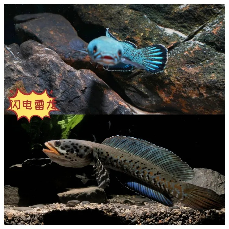 黄金眼镜蛇巴卡血斑雷龙鱼中大小型观赏鱼奶茶金尘咬缸幻红幻蓝