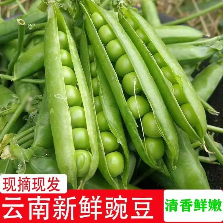 云南自种新鲜甜脆水果豌豆带壳现摘现发农家露天种植青颗粒饱满商品图