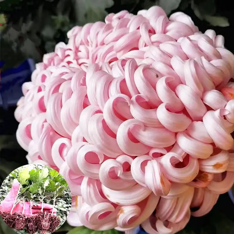 菊花苗大花菊，独本菊随机，多头菊一物一拍正宗室内盆栽菊花盆栽