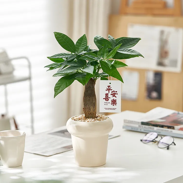 发财树盆栽办公室内桌面净化空气招财发财树小盆栽花卉耐旱好养