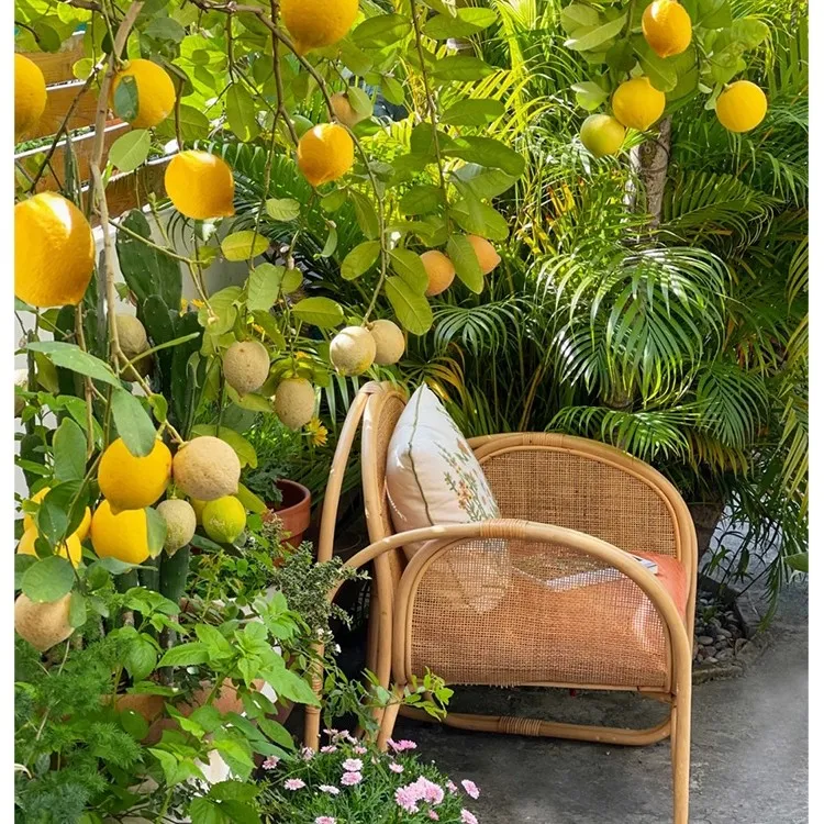 鸿业园艺广东香水柠檬树花叶柠檬台湾香水柠檬果树盆栽好看好养