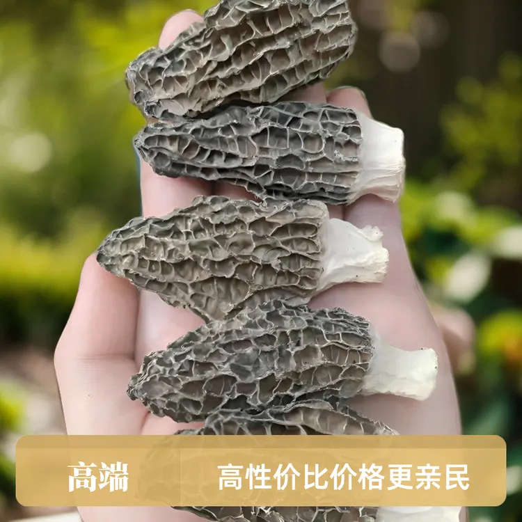 羊肚菌云南香味浓肉厚口感好性价比高煲汤蒸肉营养滋补饱满