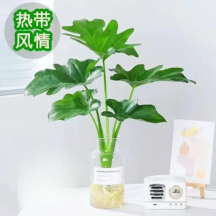 春羽水培植物盆栽室内绿植小天使好养花卉客厅净化空气四季好养