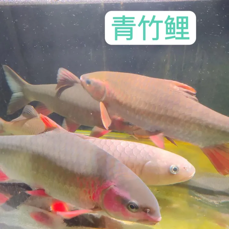 【正品保证】四川优质青竹鲤红脸凤仙子宠物鱼观赏鱼食用均可