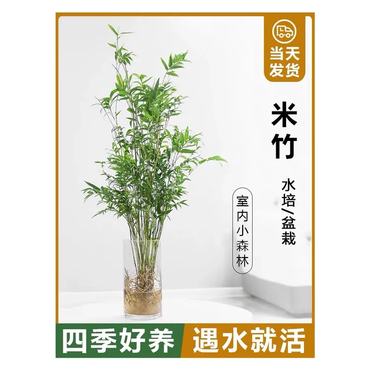 水土培米竹办公室家居盆栽竹子懒人水培植物空气净化观音米竹盆栽