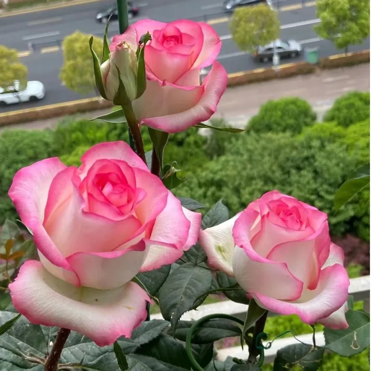 健 【艾莎 一加仑】 月季 盆栽  庭院花卉  观赏植物