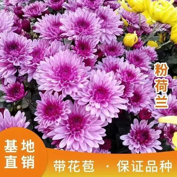 带花苞荷兰菊千头菊花盆栽耐寒耐热四季开花原盆发货对版庭院室内