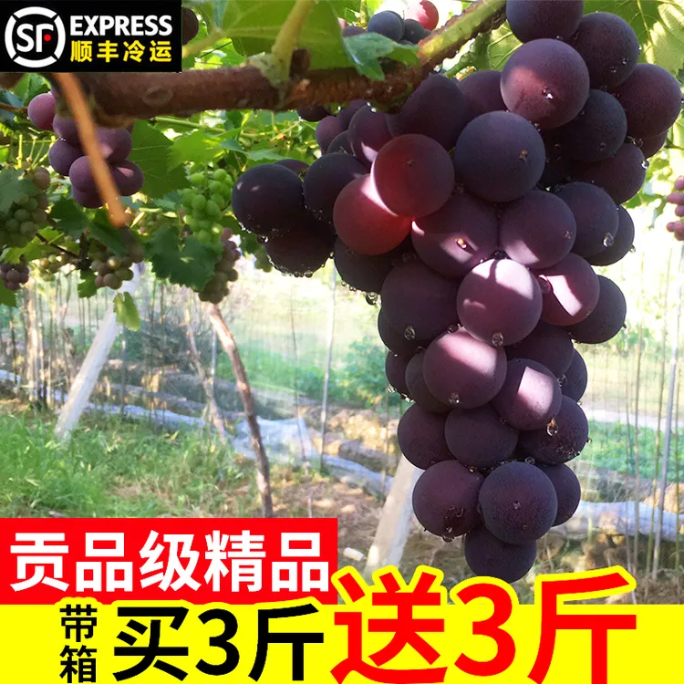 贡品级 浦江巨峰葡萄现摘当季新鲜水果整箱5斤马陆葡萄7特产纯甜