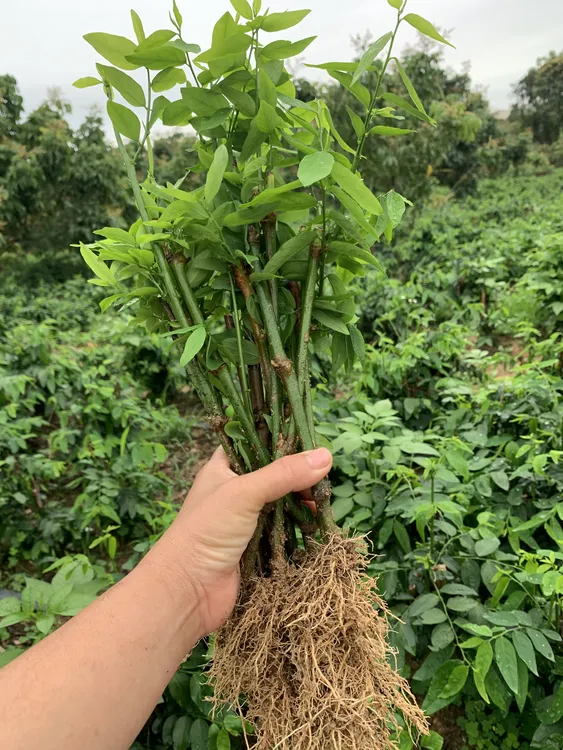 树仔菜天绿香苗潮汕树菜守宫木苗益肝菜苗正宗树仔菜高产植物春季