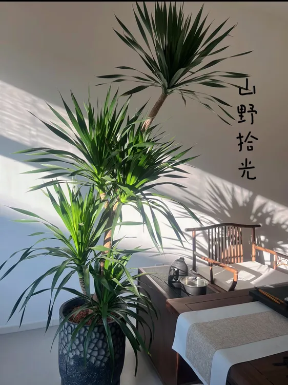 （太空铁）太空铁龙血树中式轻奢龙须树大型龙血树净化绿植盆栽室内